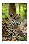 Captive Jaguar at Las Pumas Rescue Shelter by Anonymous