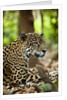 Captive Jaguar at Las Pumas Rescue Shelter by Anonymous