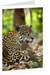 Captive Jaguar at Las Pumas Rescue Shelter by Anonymous