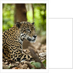 Captive Jaguar at Las Pumas Rescue Shelter by Anonymous