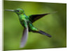 Steely-Vented Hummingbird in Flight by Anonymous