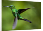 Steely-Vented Hummingbird in Flight by Anonymous