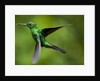 Steely-Vented Hummingbird in Flight by Anonymous