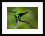 Steely-Vented Hummingbird in Flight by Anonymous