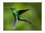 Steely-Vented Hummingbird in Flight by Anonymous