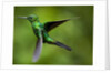 Steely-Vented Hummingbird in Flight by Anonymous