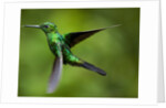 Steely-Vented Hummingbird in Flight by Anonymous