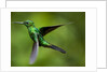Steely-Vented Hummingbird in Flight by Anonymous