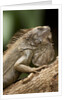 Green Iguana, Costa Rica by Anonymous