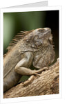 Green Iguana, Costa Rica by Anonymous