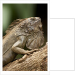 Green Iguana, Costa Rica by Anonymous