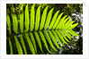 Lush Vegetation of Forest Floor at the Los Angeles Cloud Forest Reserve by Anonymous