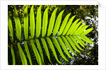 Lush Vegetation of Forest Floor at the Los Angeles Cloud Forest Reserve by Anonymous