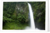 Waterfall in Rainforest Along Fortuna River by Anonymous
