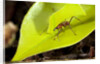 Leaf Cutter Ant in Costa Rica by Anonymous