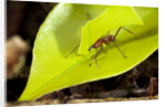 Leaf Cutter Ant in Costa Rica by Anonymous