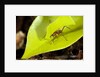 Leaf Cutter Ant in Costa Rica by Anonymous