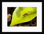 Leaf Cutter Ant in Costa Rica by Anonymous