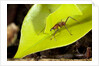 Leaf Cutter Ant in Costa Rica by Anonymous