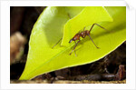 Leaf Cutter Ant in Costa Rica by Anonymous