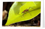 Leaf Cutter Ant in Costa Rica by Anonymous