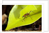 Leaf Cutter Ant in Costa Rica by Anonymous