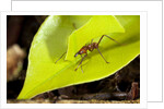 Leaf Cutter Ant in Costa Rica by Anonymous