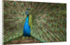 Male Indian Peacock in Costa Rica by Anonymous