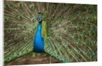 Male Indian Peacock in Costa Rica by Anonymous
