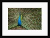 Male Indian Peacock in Costa Rica by Anonymous