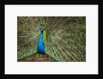 Male Indian Peacock in Costa Rica by Anonymous