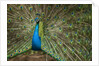 Male Indian Peacock in Costa Rica by Anonymous