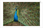 Male Indian Peacock in Costa Rica by Anonymous