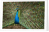 Male Indian Peacock in Costa Rica by Anonymous