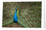Male Indian Peacock in Costa Rica by Anonymous
