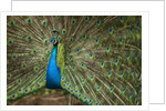 Male Indian Peacock in Costa Rica by Anonymous
