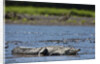 American Crocodile in the Rio Tarcoles River by Anonymous