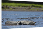 American Crocodile in the Rio Tarcoles River by Anonymous