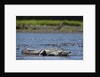 American Crocodile in the Rio Tarcoles River by Anonymous
