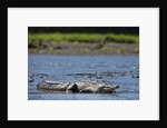 American Crocodile in the Rio Tarcoles River by Anonymous