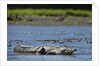 American Crocodile in the Rio Tarcoles River by Anonymous