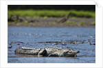 American Crocodile in the Rio Tarcoles River by Anonymous