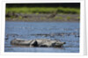 American Crocodile in the Rio Tarcoles River by Anonymous