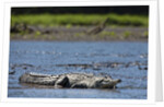 American Crocodile in the Rio Tarcoles River by Anonymous