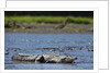 American Crocodile in the Rio Tarcoles River by Anonymous