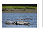 American Crocodile in the Rio Tarcoles River by Anonymous