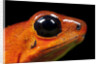 Strawberry Poison Dart Frog in Costa Rica by Anonymous