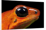 Strawberry Poison Dart Frog in Costa Rica by Anonymous