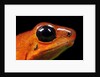 Strawberry Poison Dart Frog in Costa Rica by Anonymous