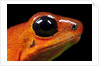 Strawberry Poison Dart Frog in Costa Rica by Anonymous
